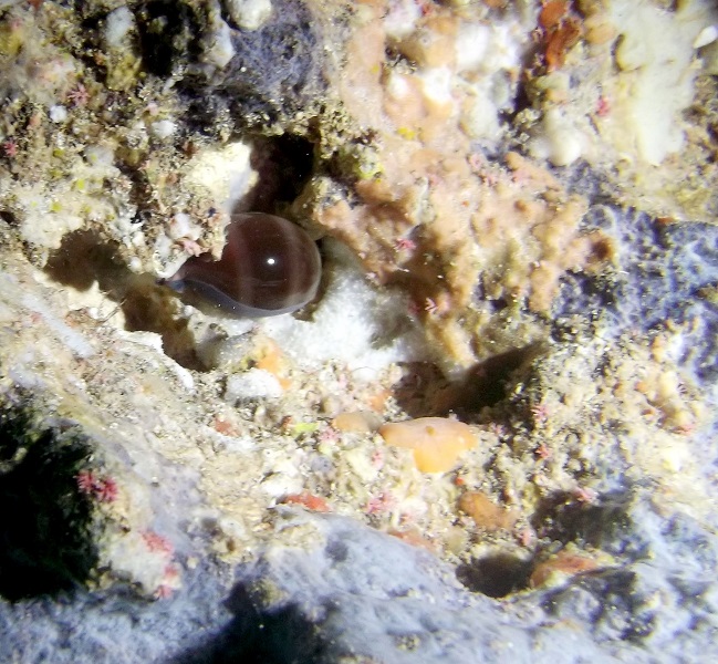 Luria lurida a Gozo